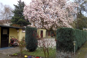 Schöne Blütenpracht, aber gefährlich: Pollenflug im Frühling. Foto: Petra Grünendahl