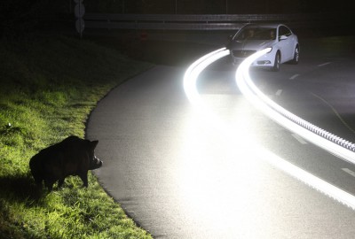 Wild am Fahrbahnrand. Foto: ADAC.
