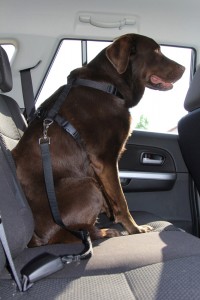 Wenn man seinen Hund im Auto transportiert, muss man ihn unbedingt richtig sichern. Foto ARCD.